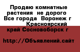 Продаю комнатные растения  не дорого - Все города, Воронеж г.  »    . Красноярский край,Сосновоборск г.
